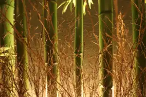 2025-10-00 Kyoto, Japan - Kyoto (31).webp